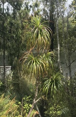 Dracophyllum elegantissimum