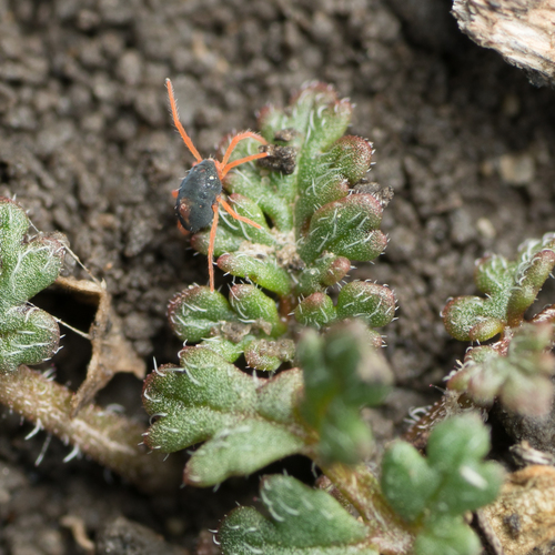 Penthaleidae