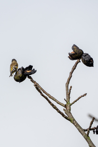 Black-headed Greenfinch