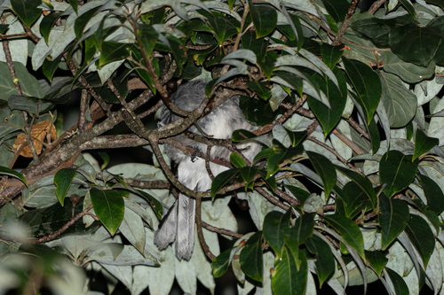 Black-headed Sibia