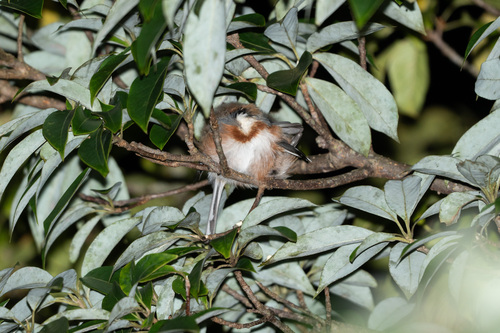 Black-throated Tit