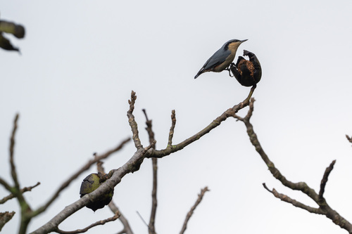 Chestnut-vented Nuthatch