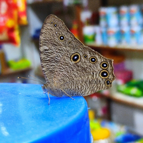 Common Evening Brown, 42XJ+966, Shrimaa Niketan, Kumarghat, Tripura 799264, India, photo 8 of 10