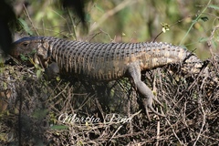 Dracaena paraguayensis