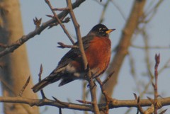 Turdus migratorius propinquus