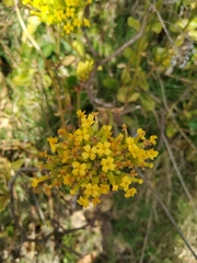 Kalanchoe densiflora