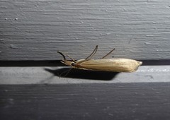 Orocrambus angustipennis