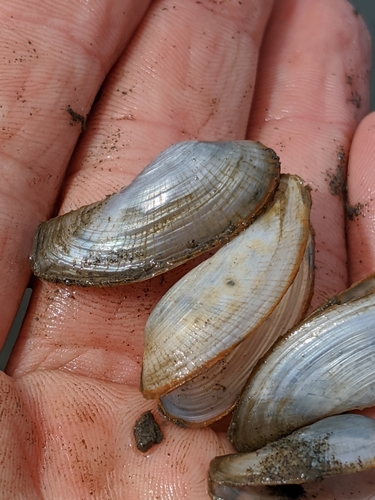 California lyonsia