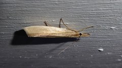 Orocrambus angustipennis