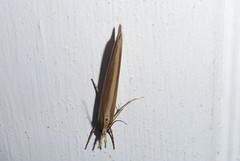 Orocrambus angustipennis