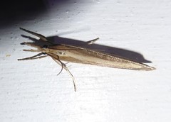 Orocrambus angustipennis
