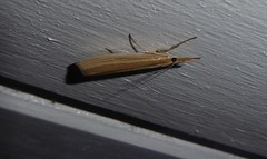 Orocrambus angustipennis