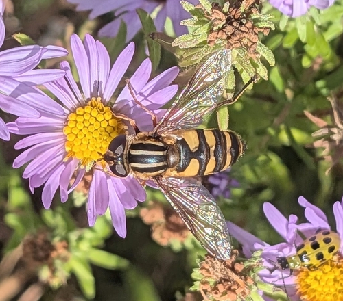 Unknown species found near Town and Country, MO 63017, USA