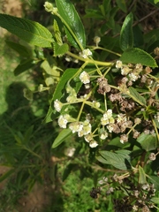 Lippia hirsuta