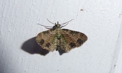 Chloroclystis sphragitis