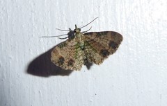 Chloroclystis sphragitis