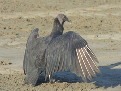 Coragyps atratus