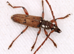 Strongylurus cretifer