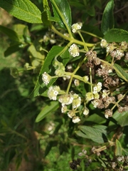 Lippia hirsuta
