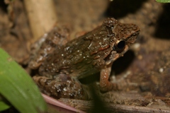 Limnonectes leytensis