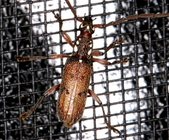 Strongylurus cretifer