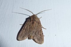 Ichneutica averilla