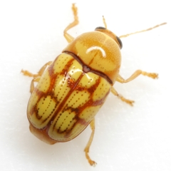 Cryptocephalus guttulatellus