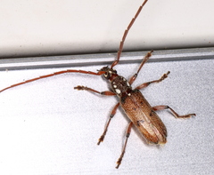 Strongylurus cretifer