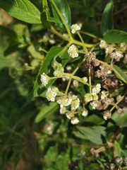 Lippia hirsuta