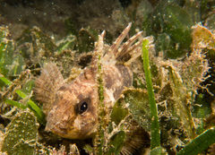 Centropogon australis