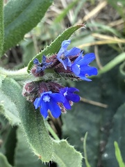 Anchusa gmelinii