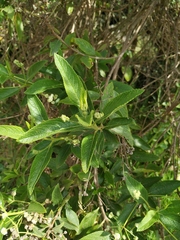 Lippia hirsuta