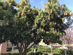Arbutus × andrachnoides