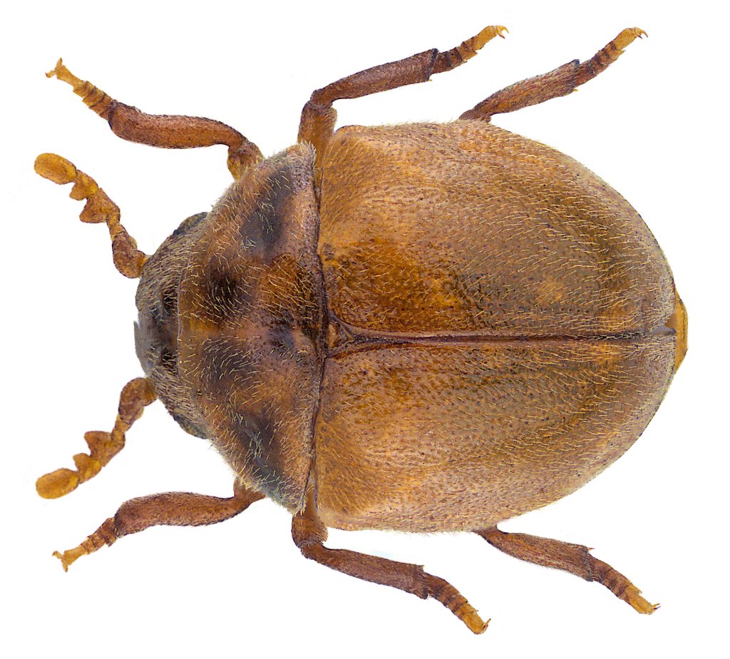 Anitys rubens