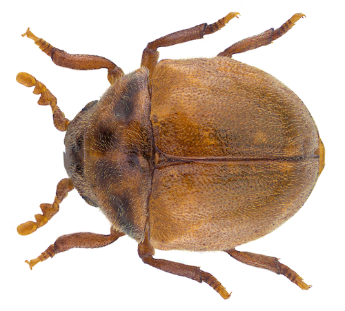 Anitys rubens