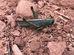 Schistocerca alutacea