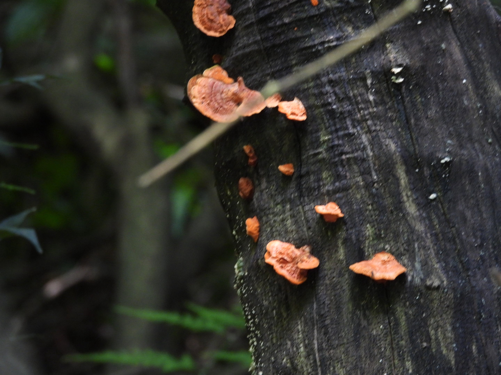 Trametes sanguinea · October 2025 · photo: © pampasorro (iNaturalist, cc-by)