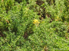 Adenocarpus hispanicus