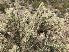Cylindropuntia acanthocarpa acanthocarpa