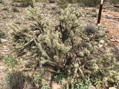 Cylindropuntia acanthocarpa acanthocarpa
