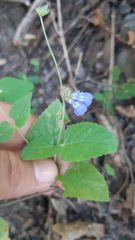 Salvia lasiocephala