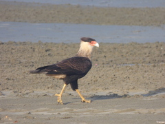 Caracara plancus