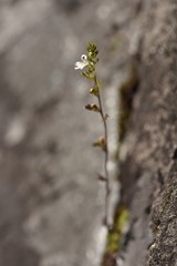 Euphrasia wettsteinii