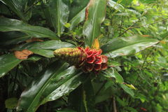 Costus laevis image