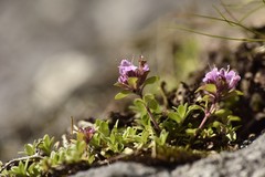Thymus subarcticus