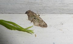 Chloroclystis sphragitis