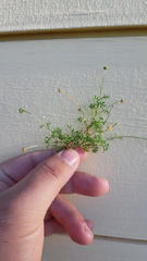 Chrysanthellum indicum mexicanum