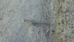 Coryphopterus glaucofraenum