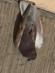 Columba livia domestica