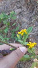Heterotheca mayoensis
